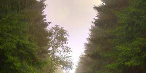 This Traffic Jam Was Stuck in Belgian Forest for 70 Years